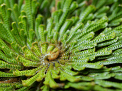 Rosa de jerico beneficios