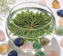 Rosa de Jericó abierta en vasija de cristal con piedras naturales
